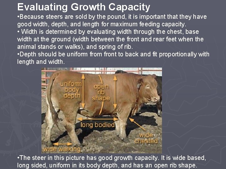 Evaluating Growth Capacity • Because steers are sold by the pound, it is important