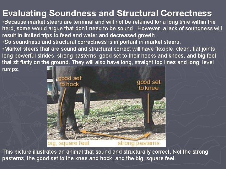 Evaluating Soundness and Structural Correctness • Because market steers are terminal and will not