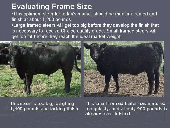 Evaluating Frame Size • This optimum steer for today's market should be medium framed