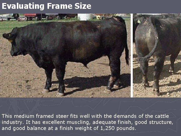 Evaluating Frame Size This medium framed steer fits well with the demands of the