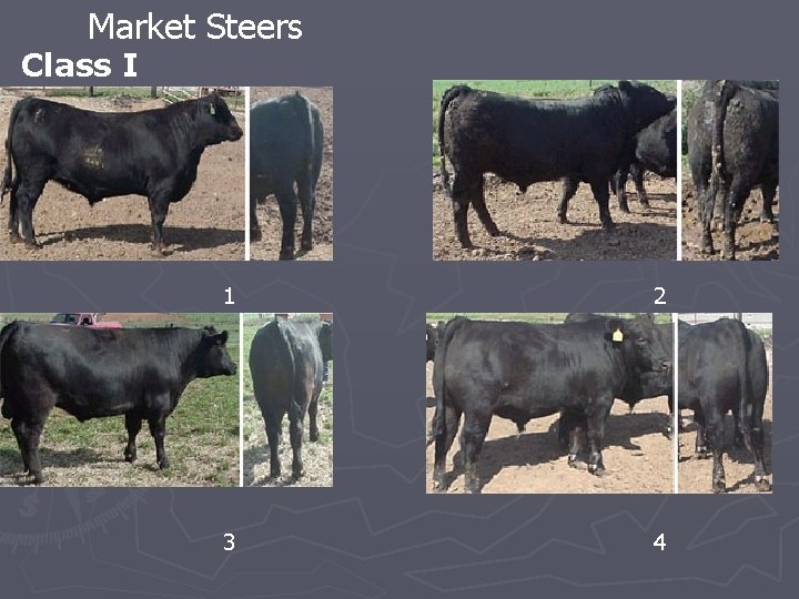 Market Steers Class I 1 2 3 4 