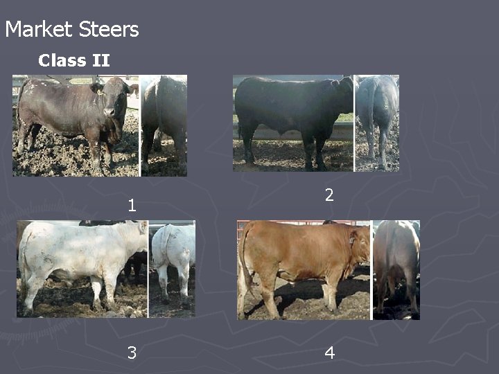 Market Steers Class II 1 3 2 4 