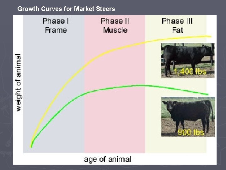 Growth Curves for Market Steers 