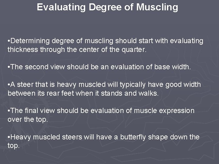 Evaluating Degree of Muscling • Determining degree of muscling should start with evaluating thickness