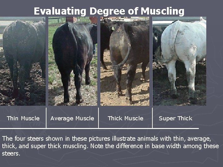 Evaluating Degree of Muscling Thin Muscle Average Muscle Thick Muscle Super Thick The four