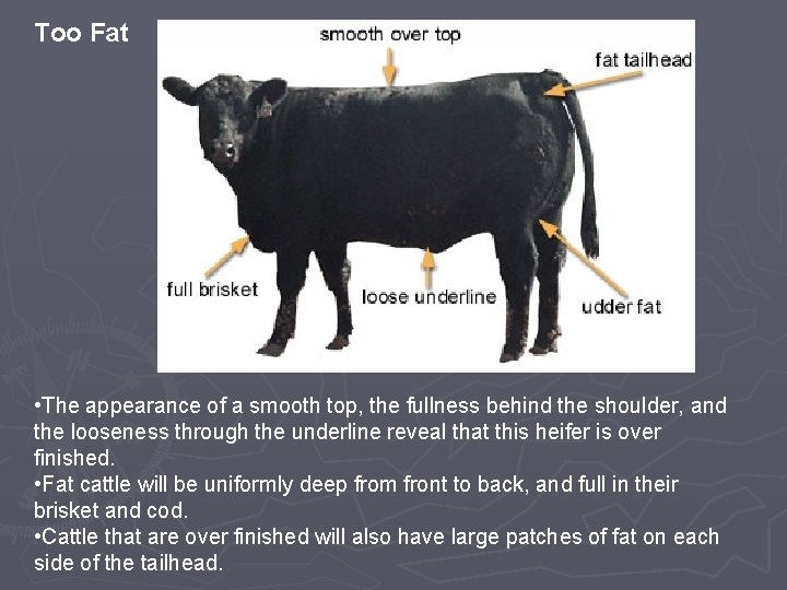 Too Fat • The appearance of a smooth top, the fullness behind the shoulder,