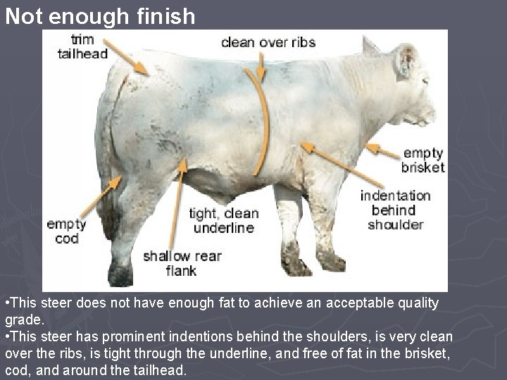 Not enough finish • This steer does not have enough fat to achieve an