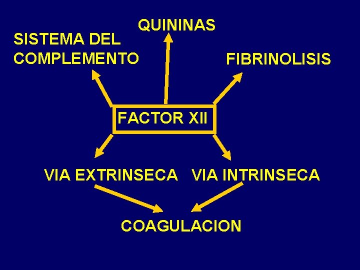 QUININAS SISTEMA DEL COMPLEMENTO FIBRINOLISIS FACTOR XII VIA EXTRINSECA VIA INTRINSECA COAGULACION 
