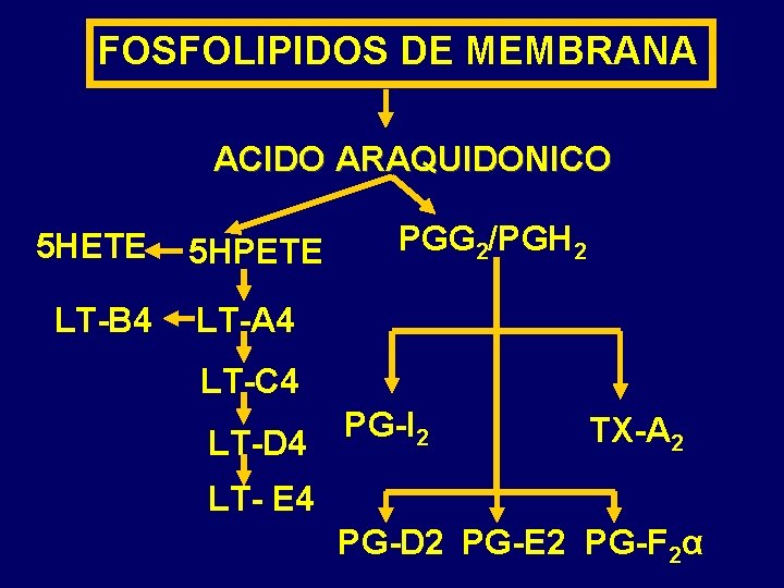 FOSFOLIPIDOS DE MEMBRANA ACIDO ARAQUIDONICO 5 HETE LT-B 4 5 HPETE PGG 2/PGH 2