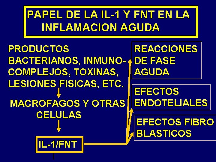 PAPEL DE LA IL-1 Y FNT EN LA INFLAMACION AGUDA PRODUCTOS REACCIONES BACTERIANOS, INMUNO-