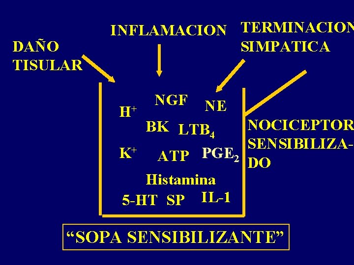 DAÑO TISULAR INFLAMACION TERMINACION SIMPATICA H+ NGF NE BK LTB 4 NOCICEPTOR SENSIBILIZA+ K