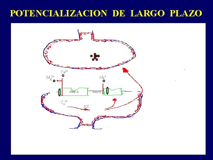 POTENCIALIZACION DE LARGO PLAZO Ca 2+ Mg 2+ Na+ NMDA Ca 2+ AMPA AX