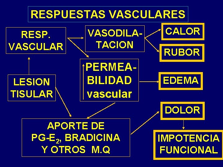 RESPUESTAS VASCULARES RESP. VASCULAR VASODILATACION LESION TISULAR PERMEABILIDAD vascular CALOR RUBOR EDEMA DOLOR APORTE