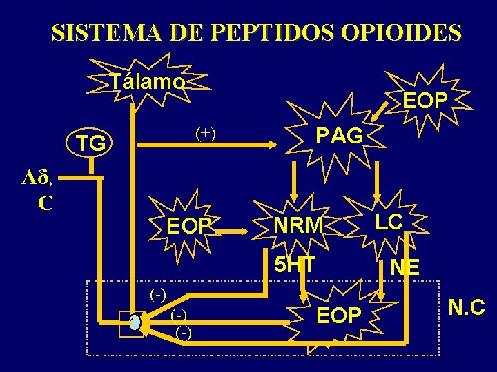SISTEMA DE PEPTIDOS OPIOIDES Tálamo EOP (+) TG Aδ, C ( +) EOP PAG