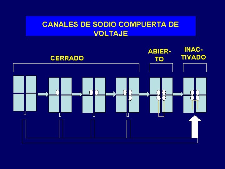 CANALES DE SODIO COMPUERTA DE VOLTAJE CERRADO ABIERTO INACTIVADO 
