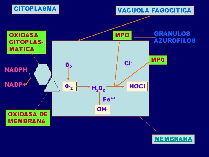 CITOPLASMA VACUOLA FAGOCITICA OXIDASA CITOPLASMATICA NADPH NADP+ MPO Cl- 02 0. 2 H 202