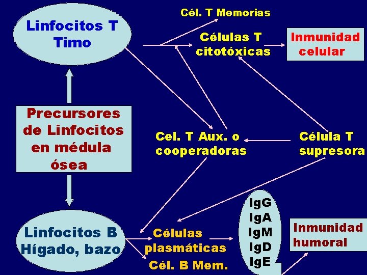 Linfocitos T Timo Precursores de Linfocitos en médula ósea Linfocitos B Hígado, bazo Cél.