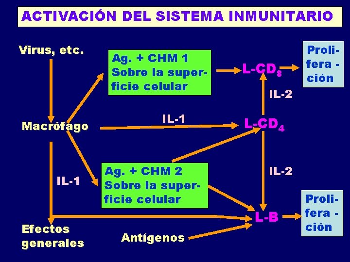 ACTIVACIÓN DEL SISTEMA INMUNITARIO Virus, etc. Macrófago IL-1 Efectos generales Ag. + CHM 1