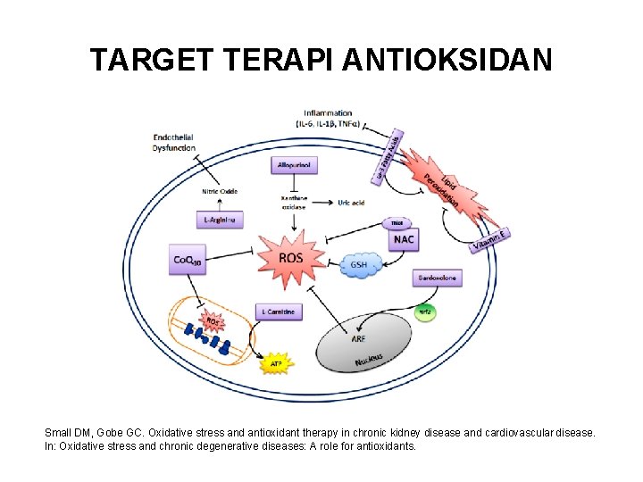 TARGET TERAPI ANTIOKSIDAN Small DM, Gobe GC. Oxidative stress and antioxidant therapy in chronic