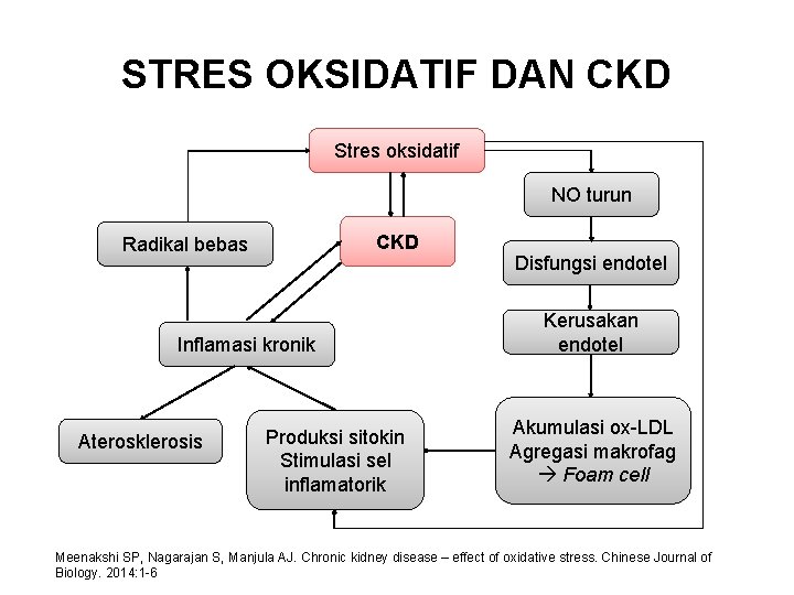 STRES OKSIDATIF DAN CKD Stres oksidatif NO turun CKD Radikal bebas Inflamasi kronik Aterosklerosis