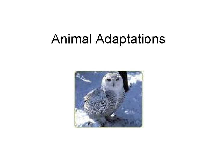 Animal Adaptations 