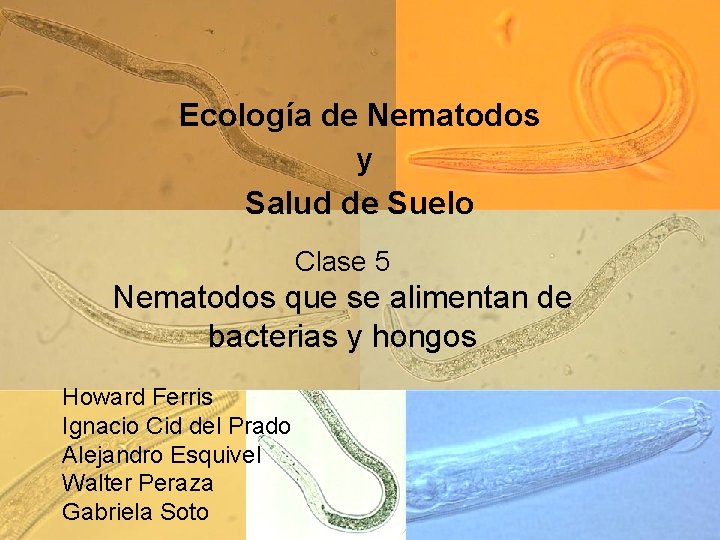 Ecología de Nematodos y Salud de Suelo Clase 5 Nematodos que se alimentan de