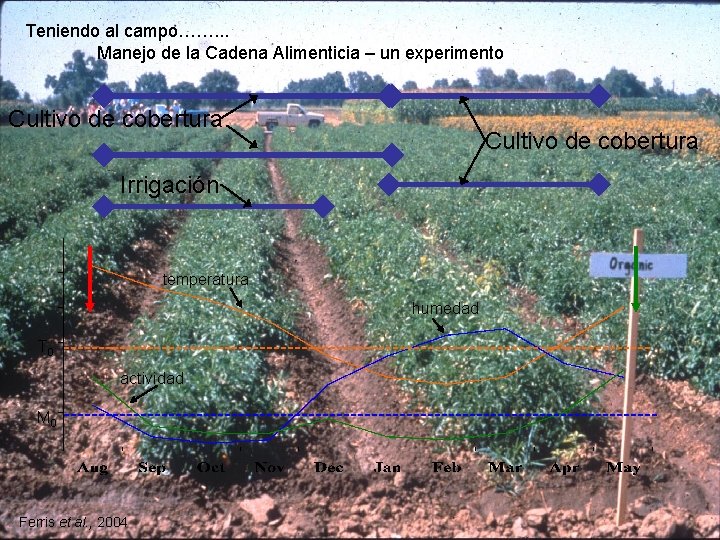 Teniendo al campo……. . . Manejo de la Cadena Alimenticia – un experimento Cultivo