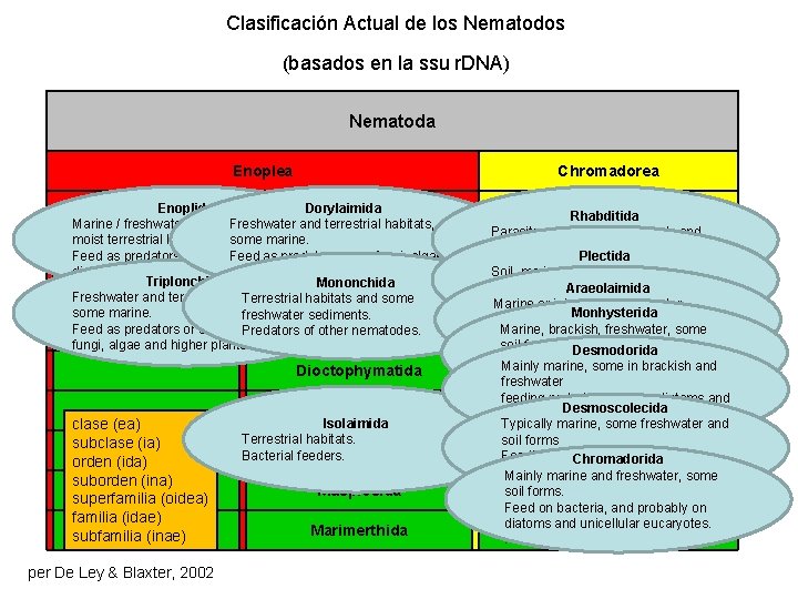 Clasificación Actual de los Nematodos (basados en la ssu r. DNA) Nematoda Enoplea Chromadorea