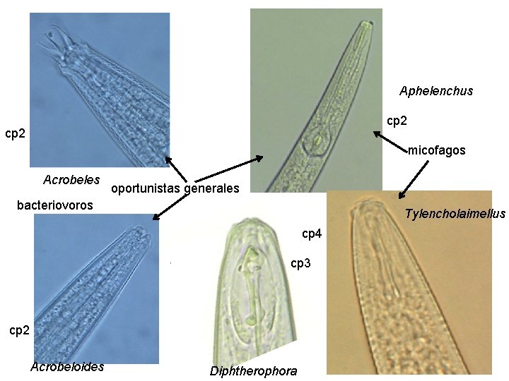 Aphelenchus cp 2 micofagos Acrobeles oportunistas generales bacteriovoros Tylencholaimellus cp 4 cp 3 cp