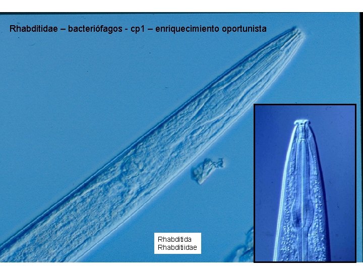 Rhabditidae – bacteriófagos - cp 1 – enriquecimiento oportunista Rhabditida Rhabditiidae 