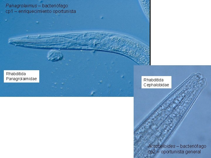 Panagrolaimus – bacteriófago cp 1 – enriquecimiento oportunista Rhabditida Panagrolaimidae Rhabditida Cephalobidae Acrobeloides –