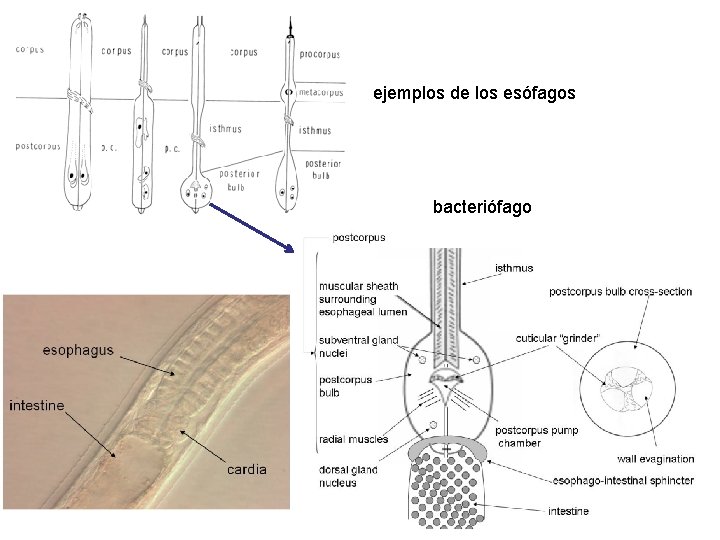 ejemplos de los esófagos bacteriófago 