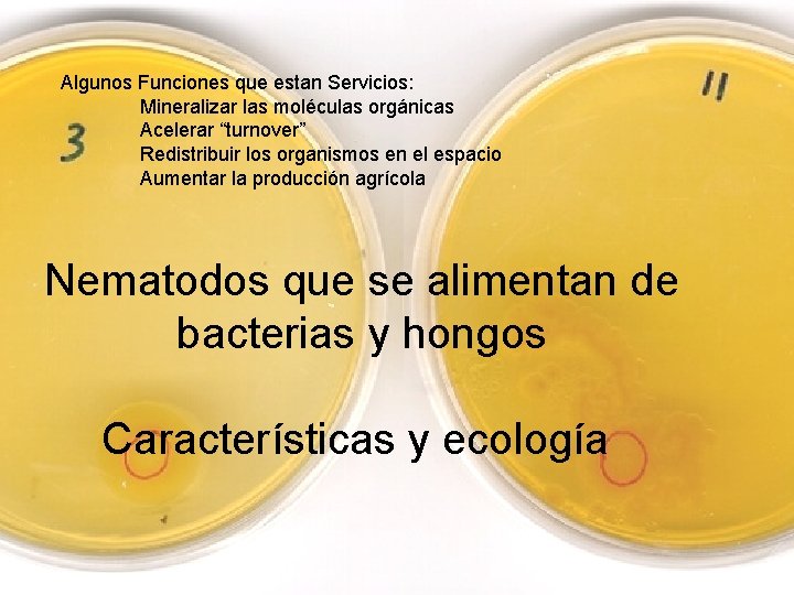 Algunos Funciones que estan Servicios: Mineralizar las moléculas orgánicas Acelerar “turnover” Redistribuir los organismos