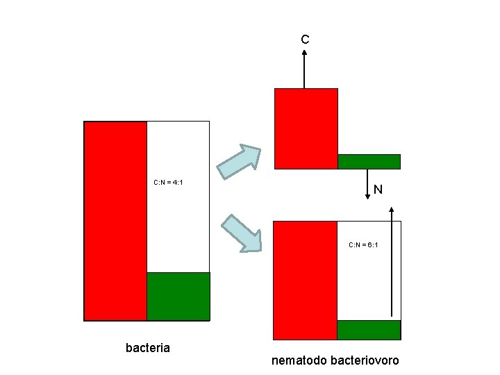 C C: N = 4: 1 N C: N = 6: 1 bacteria nematodo