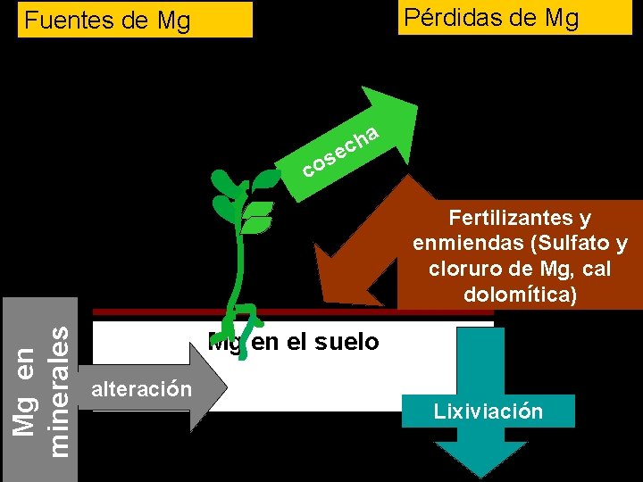 Pérdidas de Mg Fuentes de Mg e s o a h c c Mg