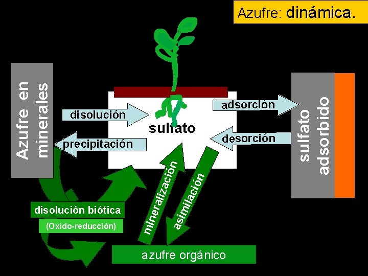 sulfato precipitación desorción ilac asi m era liza ció (Oxido-reducción) min disolución biótica azufre