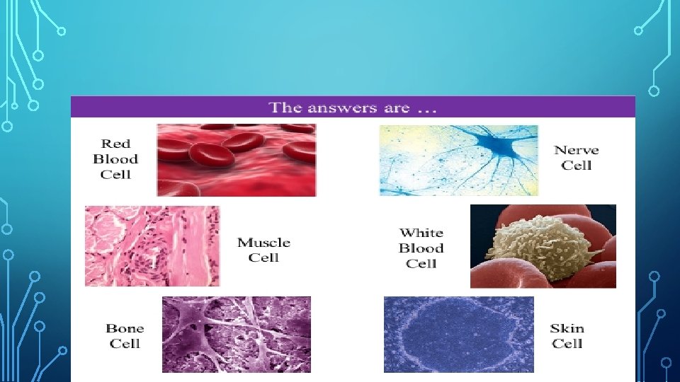 CELL THEORY AND CELL SCIENTISTS INTRODUCTION BELLRINGER 1