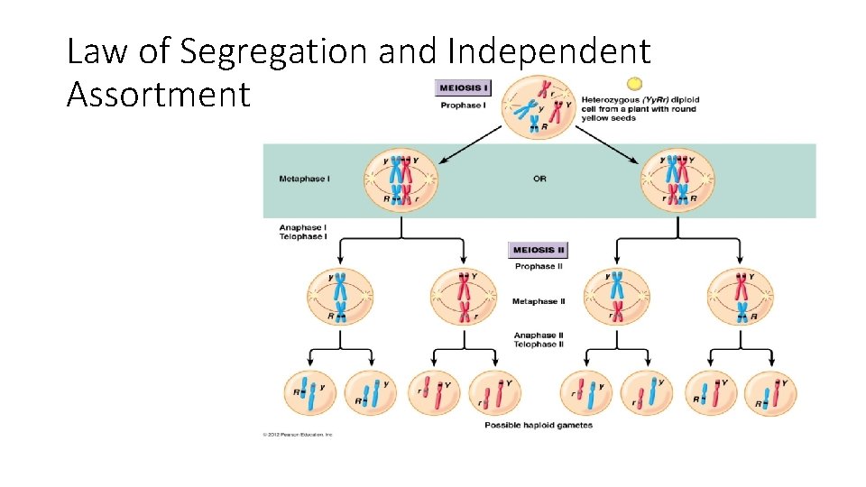 Law of Segregation and Independent Assortment Images 