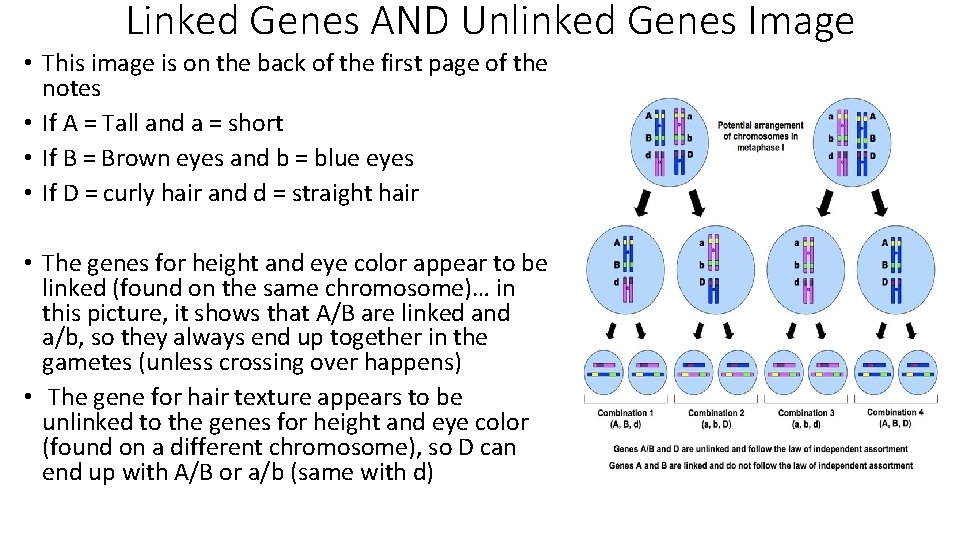 Linked Genes AND Unlinked Genes Image • This image is on the back of