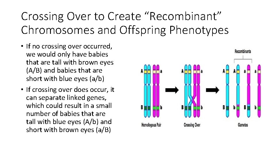 Crossing Over to Create “Recombinant” Chromosomes and Offspring Phenotypes • If no crossing over