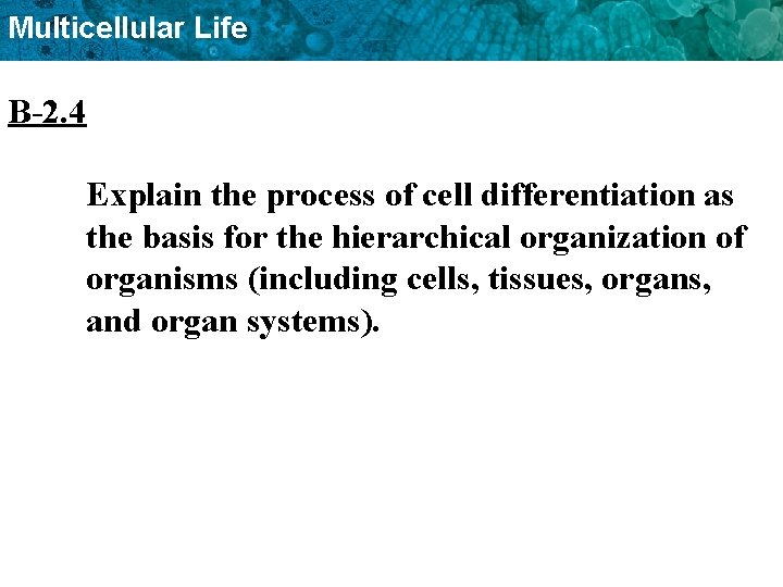 Multicellular Life B-2. 4 Explain the process of cell differentiation as the basis for