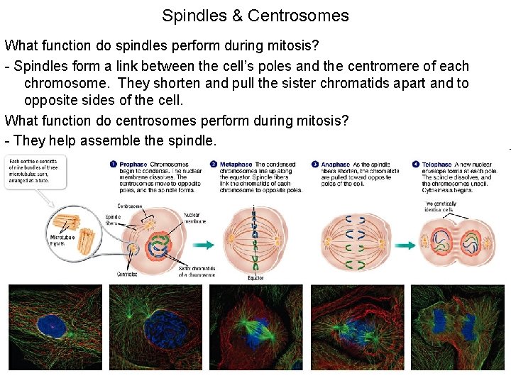Spindles & Centrosomes What function do spindles perform during mitosis? - Spindles form a