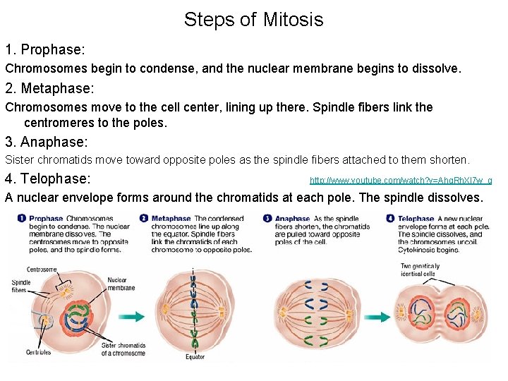 Steps of Mitosis 1. Prophase: Chromosomes begin to condense, and the nuclear membrane begins