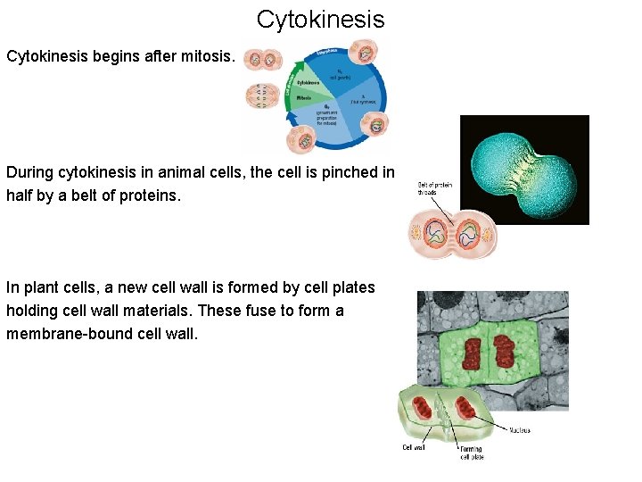 Cytokinesis begins after mitosis. During cytokinesis in animal cells, the cell is pinched in