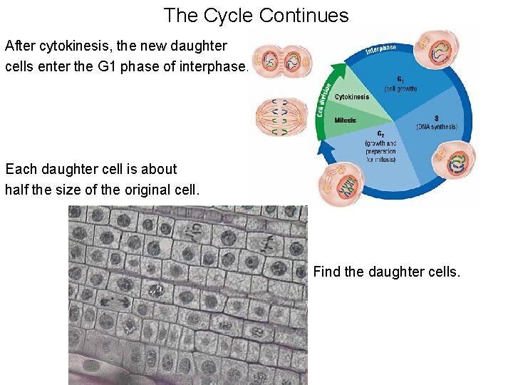 The Cycle Continues After cytokinesis, the new daughter cells enter the G 1 phase