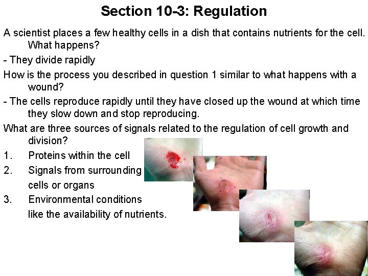 Section 10 -3: Regulation A scientist places a few healthy cells in a dish
