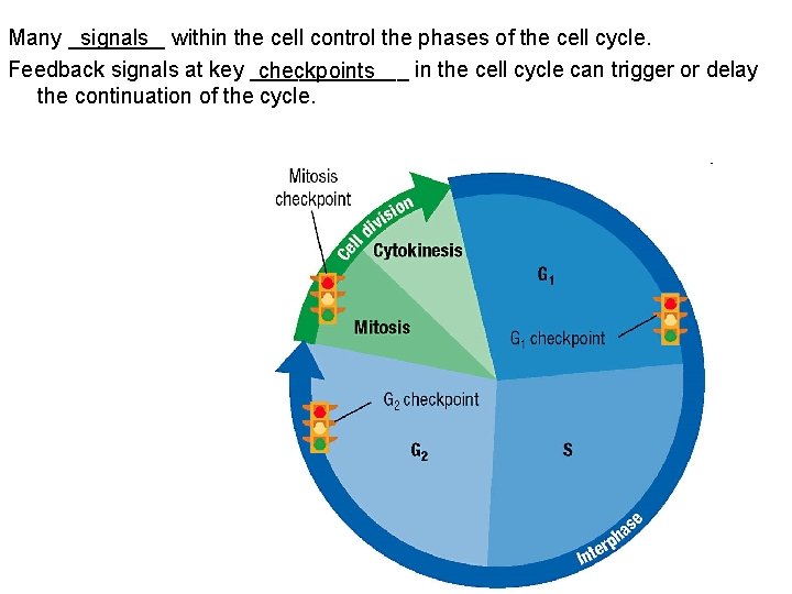 signals within the cell control the phases of the cell cycle. Many ____ Feedback