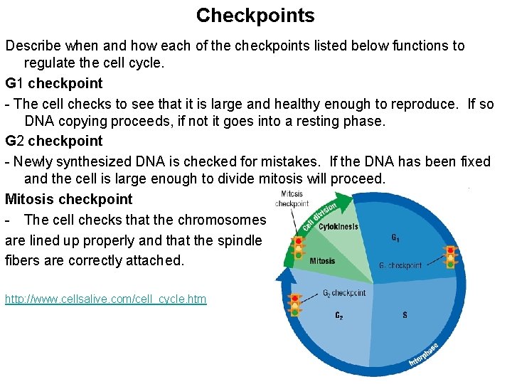 Checkpoints Describe when and how each of the checkpoints listed below functions to regulate