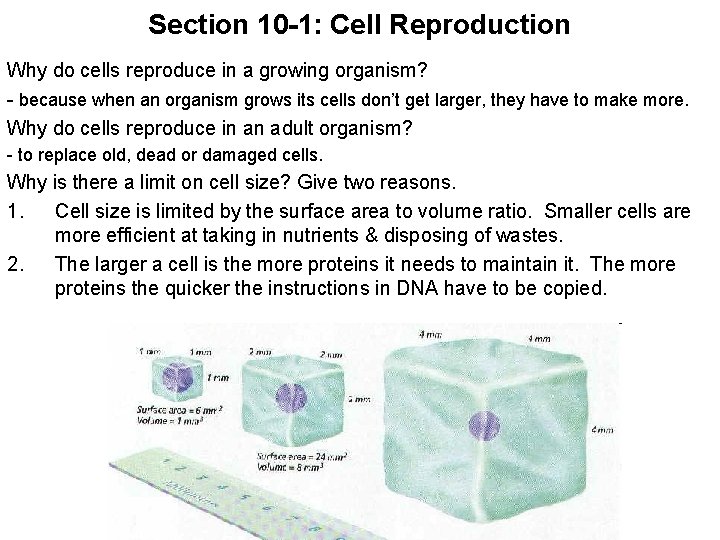 Section 10 -1: Cell Reproduction Why do cells reproduce in a growing organism? -