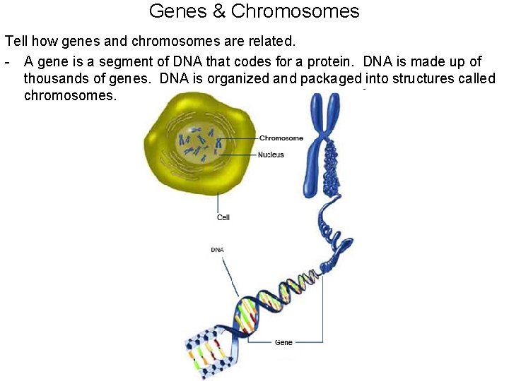 Genes & Chromosomes Tell how genes and chromosomes are related. - A gene is